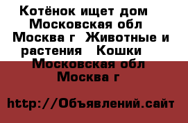 Котёнок ищет дом! - Московская обл., Москва г. Животные и растения » Кошки   . Московская обл.,Москва г.